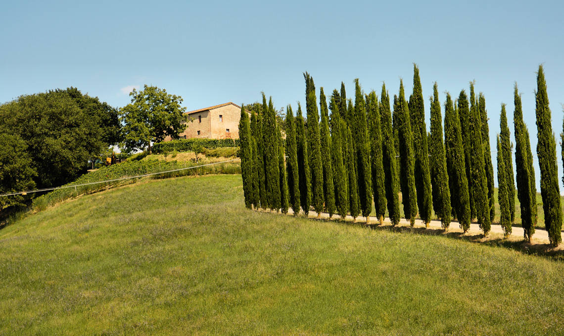 Cyprès Toscane