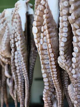 Poulpe A La Grecque P 06